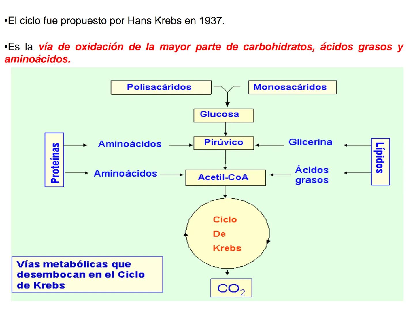 # CICLO DE KREBS •El ciclo fue propuesto por Hans Krebs en 1937.
•Es la vía de oxidación de la mayor parte de carbohidratos, ácidos grasos y