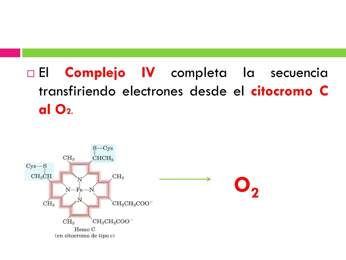 # CICLO DE KREBS •El ciclo fue propuesto por Hans Krebs en 1937.
•Es la vía de oxidación de la mayor parte de carbohidratos, ácidos grasos y
