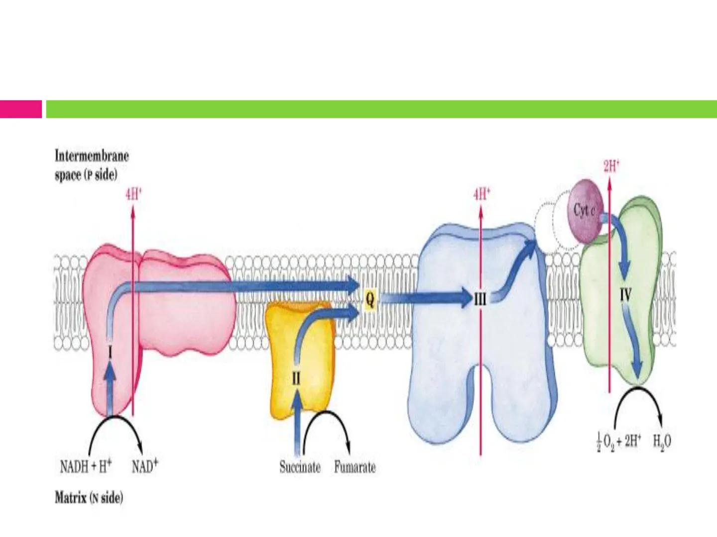 # CICLO DE KREBS •El ciclo fue propuesto por Hans Krebs en 1937.
•Es la vía de oxidación de la mayor parte de carbohidratos, ácidos grasos y