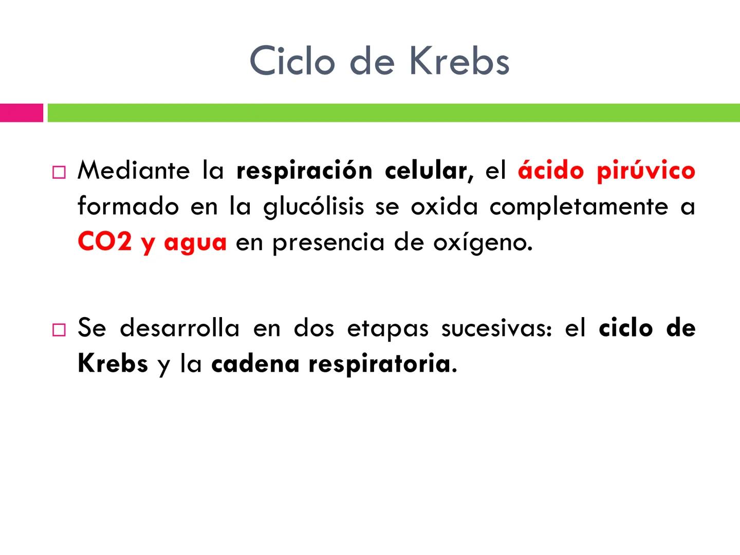 # CICLO DE KREBS •El ciclo fue propuesto por Hans Krebs en 1937.
•Es la vía de oxidación de la mayor parte de carbohidratos, ácidos grasos y