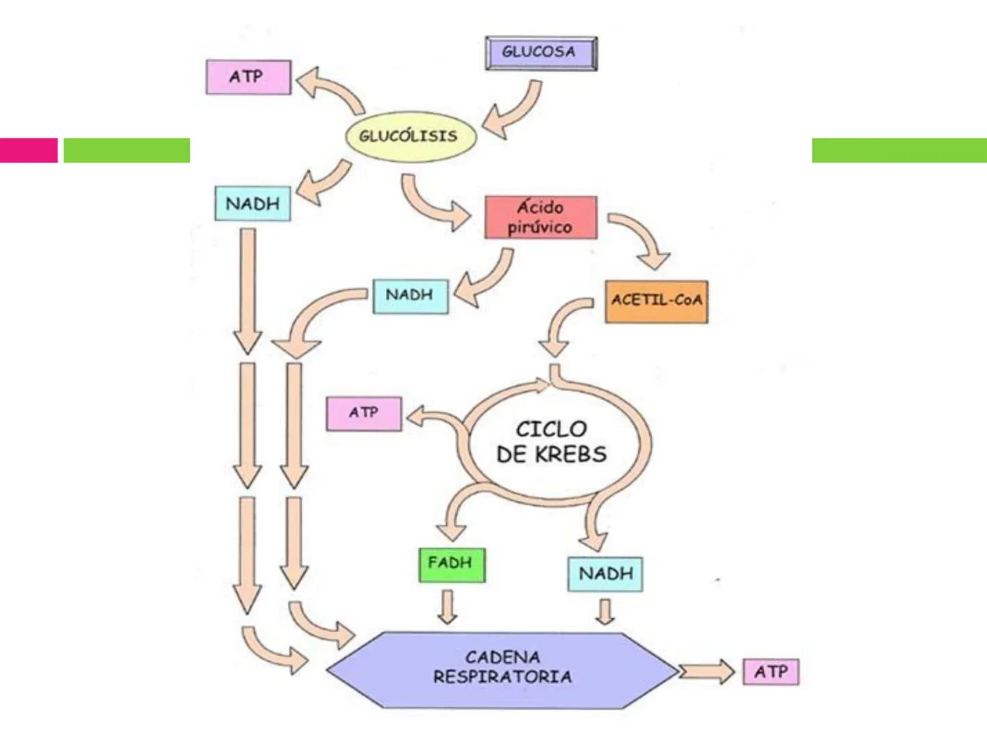 # CICLO DE KREBS •El ciclo fue propuesto por Hans Krebs en 1937.
•Es la vía de oxidación de la mayor parte de carbohidratos, ácidos grasos y