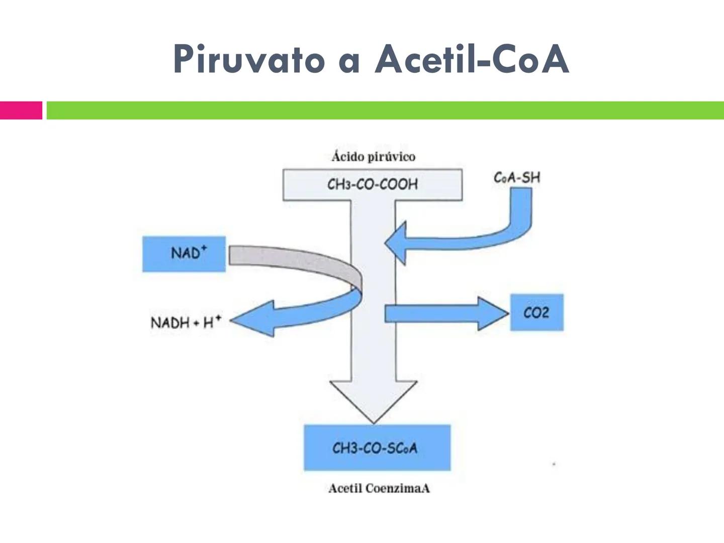 # CICLO DE KREBS •El ciclo fue propuesto por Hans Krebs en 1937.
•Es la vía de oxidación de la mayor parte de carbohidratos, ácidos grasos y