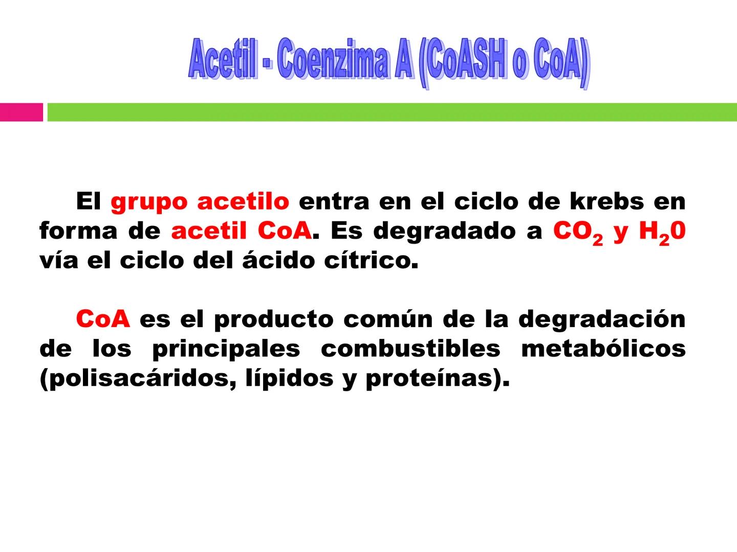 # CICLO DE KREBS •El ciclo fue propuesto por Hans Krebs en 1937.
•Es la vía de oxidación de la mayor parte de carbohidratos, ácidos grasos y