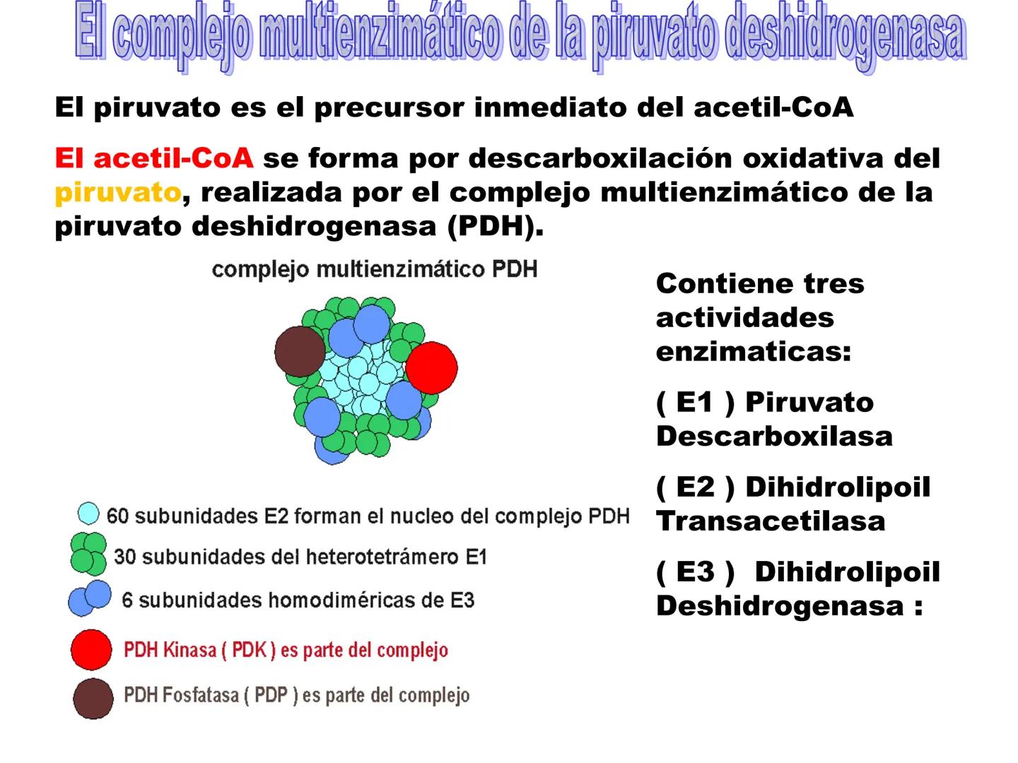 # CICLO DE KREBS •El ciclo fue propuesto por Hans Krebs en 1937.
•Es la vía de oxidación de la mayor parte de carbohidratos, ácidos grasos y