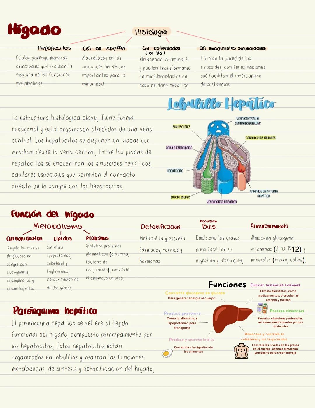 # Higado
Hepatoci tos
Células parenquimatosas.
principales que realizan la
mayoría de las funciones
metabolicas
Cel de Kupffer
Macrofagos