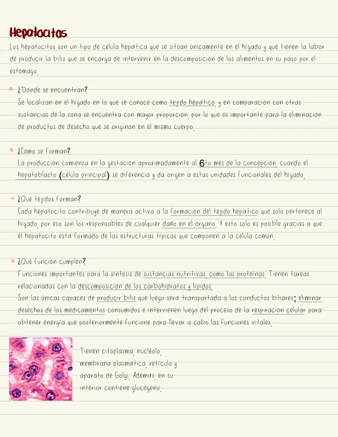 # Higado
Hepatoci tos
Células parenquimatosas.
principales que realizan la
mayoría de las funciones
metabolicas
Cel de Kupffer
Macrofagos