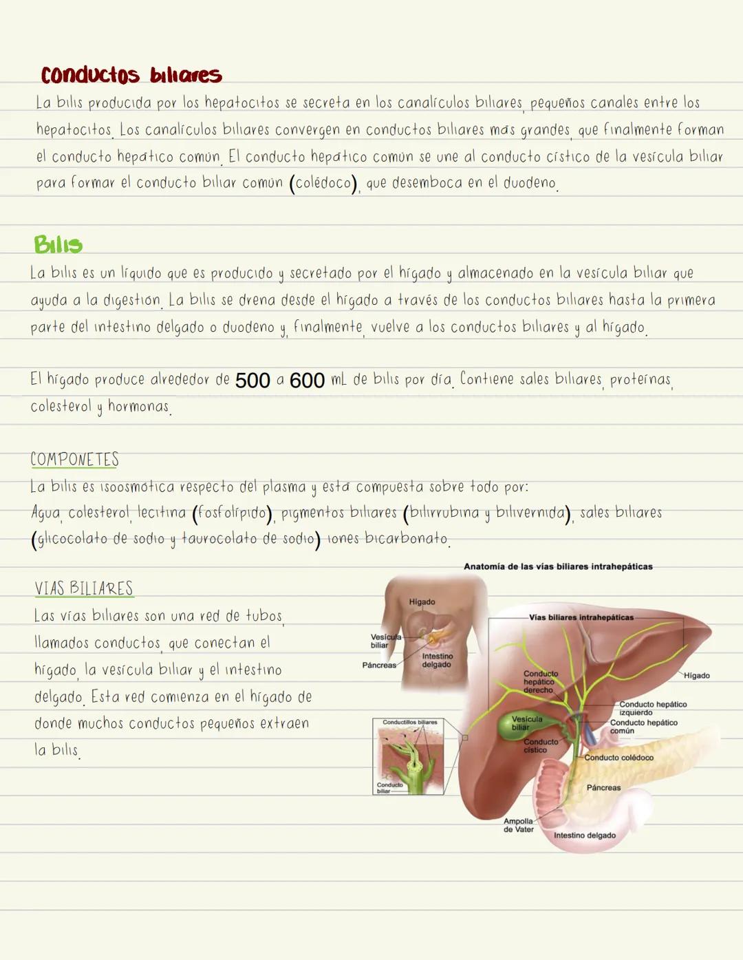 # Higado
Hepatoci tos
Células parenquimatosas.
principales que realizan la
mayoría de las funciones
metabolicas
Cel de Kupffer
Macrofagos