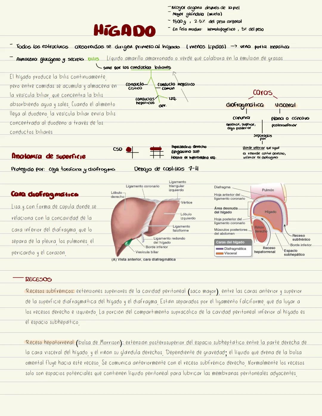 # No examen
# PÁNCREAS
Glándula digestiva accesoria alargada.
Retroperitoneal. Cubre y cruza Hromsversal) L1 y L2 (muel del plano transph
