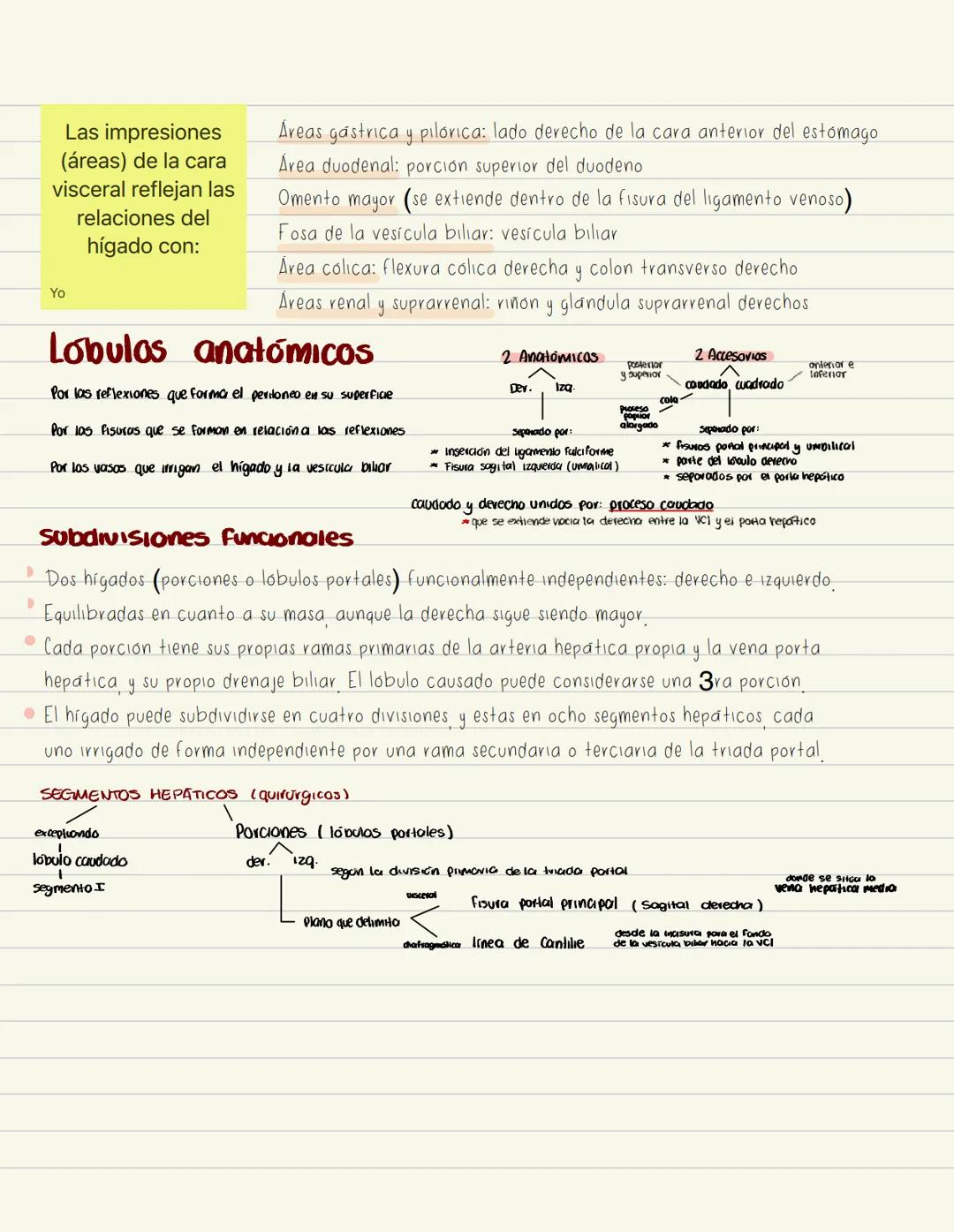 # No examen
# PÁNCREAS
Glándula digestiva accesoria alargada.
Retroperitoneal. Cubre y cruza Hromsversal) L1 y L2 (muel del plano transph