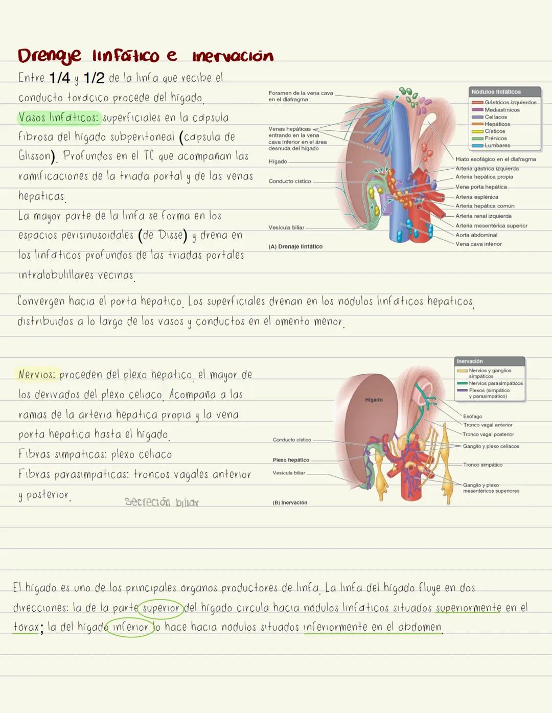 # No examen
# PÁNCREAS
Glándula digestiva accesoria alargada.
Retroperitoneal. Cubre y cruza Hromsversal) L1 y L2 (muel del plano transph