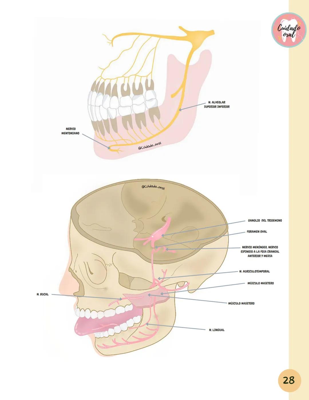 # Técnicas de
anestesia
@Cuidado_oral
@Cuidado.oral # Indice
Pagina 51 (BNAI)
Pagina 64-65 (Gol-gates)
Anestésicos locales
3-12
Considerac
