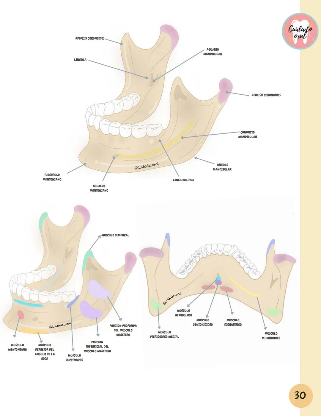 # Técnicas de
anestesia
@Cuidado_oral
@Cuidado.oral # Indice
Pagina 51 (BNAI)
Pagina 64-65 (Gol-gates)
Anestésicos locales
3-12
Considerac