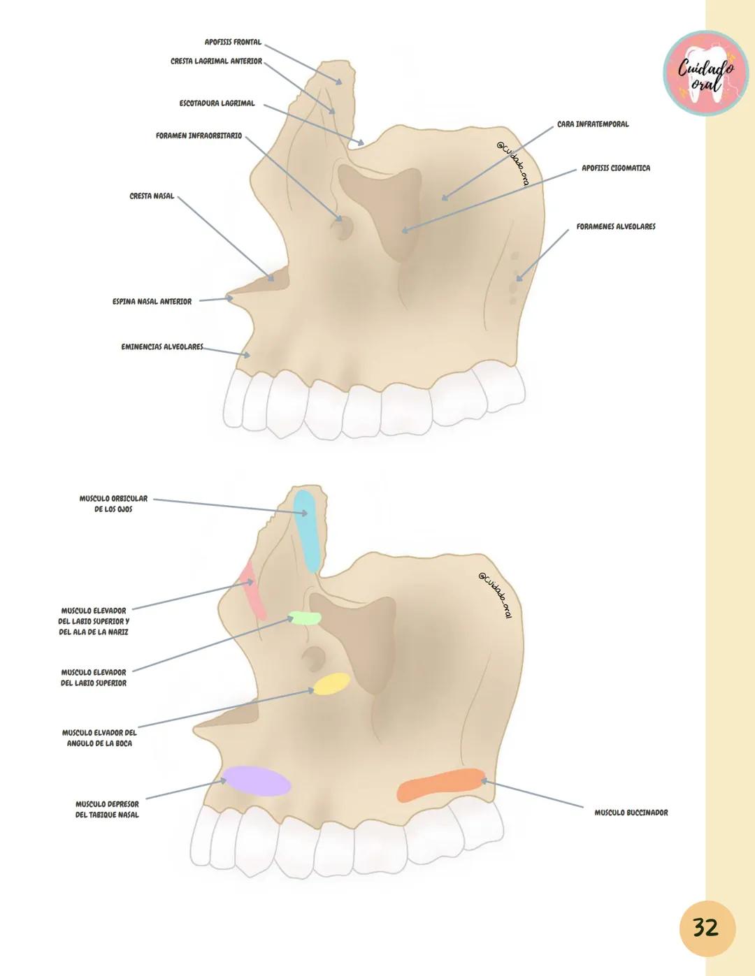 # Técnicas de
anestesia
@Cuidado_oral
@Cuidado.oral # Indice
Pagina 51 (BNAI)
Pagina 64-65 (Gol-gates)
Anestésicos locales
3-12
Considerac