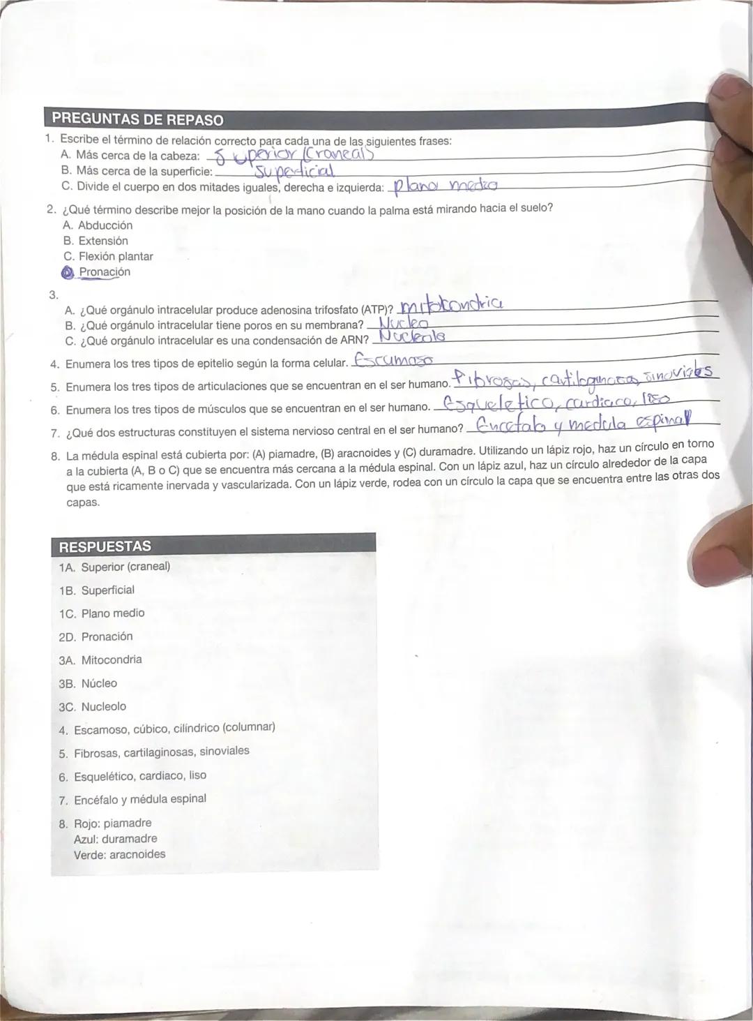 # PREGUNTAS DE REPASO
1. Escribe el término de relación correcto para cada una de las siguientes frases:
A. Más cerca de la cabeza: Superior