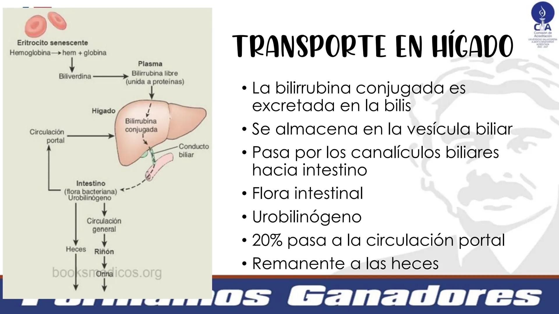 # Metabolismo de la bilirrubina
Dra. Vanessa Iglesias De vez en cuando,
obsérvate con objetividad.
Ni todo lo que piensas es
cierto, ni tod