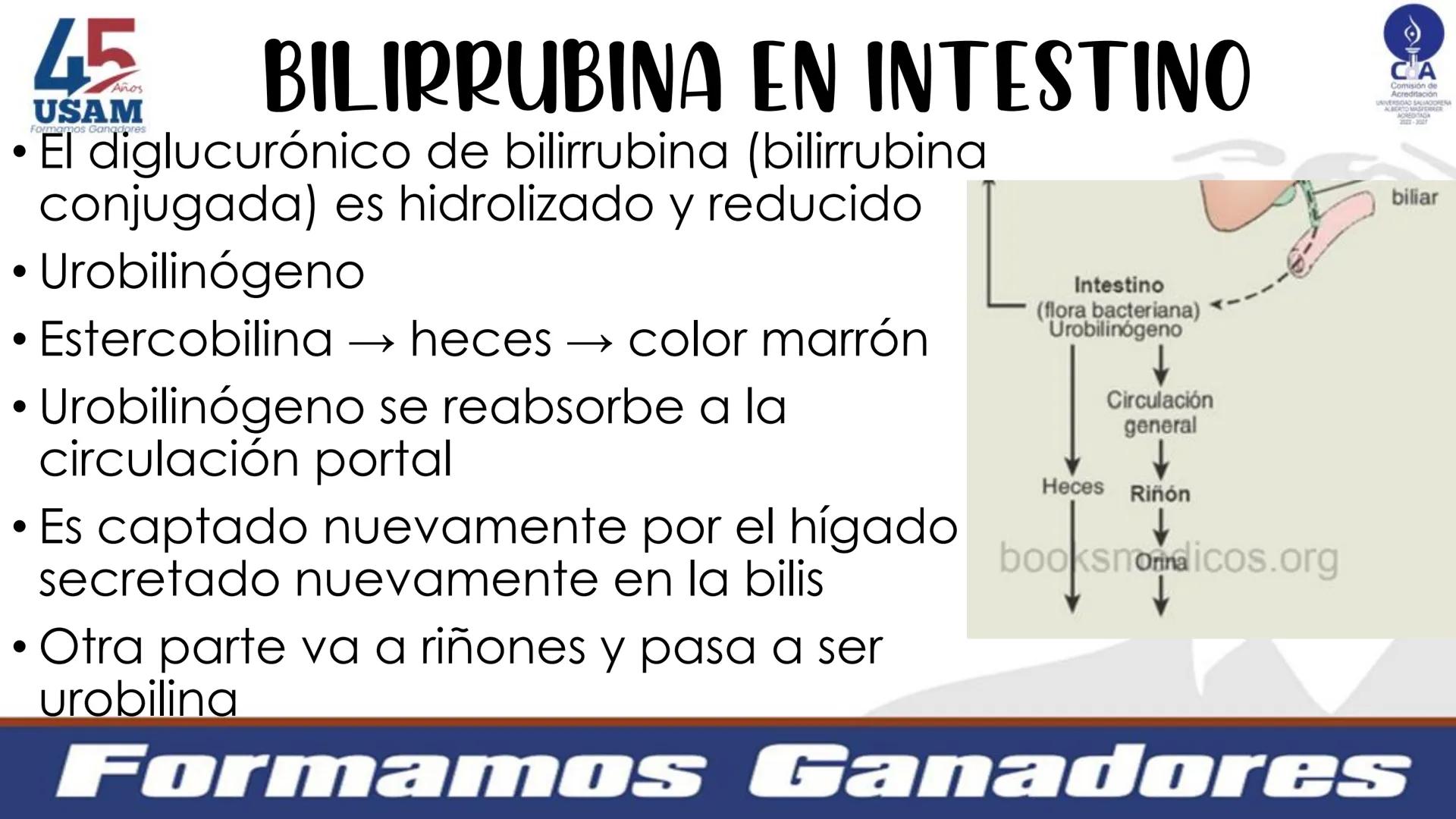 # Metabolismo de la bilirrubina
Dra. Vanessa Iglesias De vez en cuando,
obsérvate con objetividad.
Ni todo lo que piensas es
cierto, ni tod