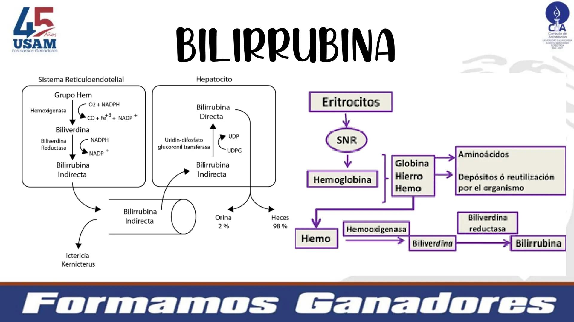 # Metabolismo de la bilirrubina
Dra. Vanessa Iglesias De vez en cuando,
obsérvate con objetividad.
Ni todo lo que piensas es
cierto, ni tod