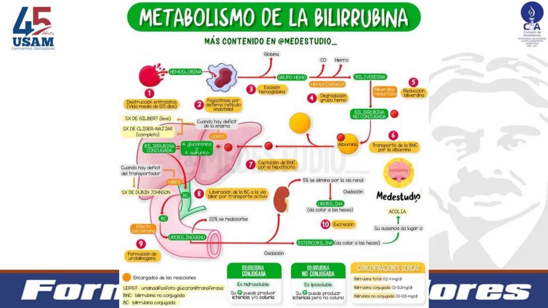 # Metabolismo de la bilirrubina
Dra. Vanessa Iglesias De vez en cuando,
obsérvate con objetividad.
Ni todo lo que piensas es
cierto, ni tod