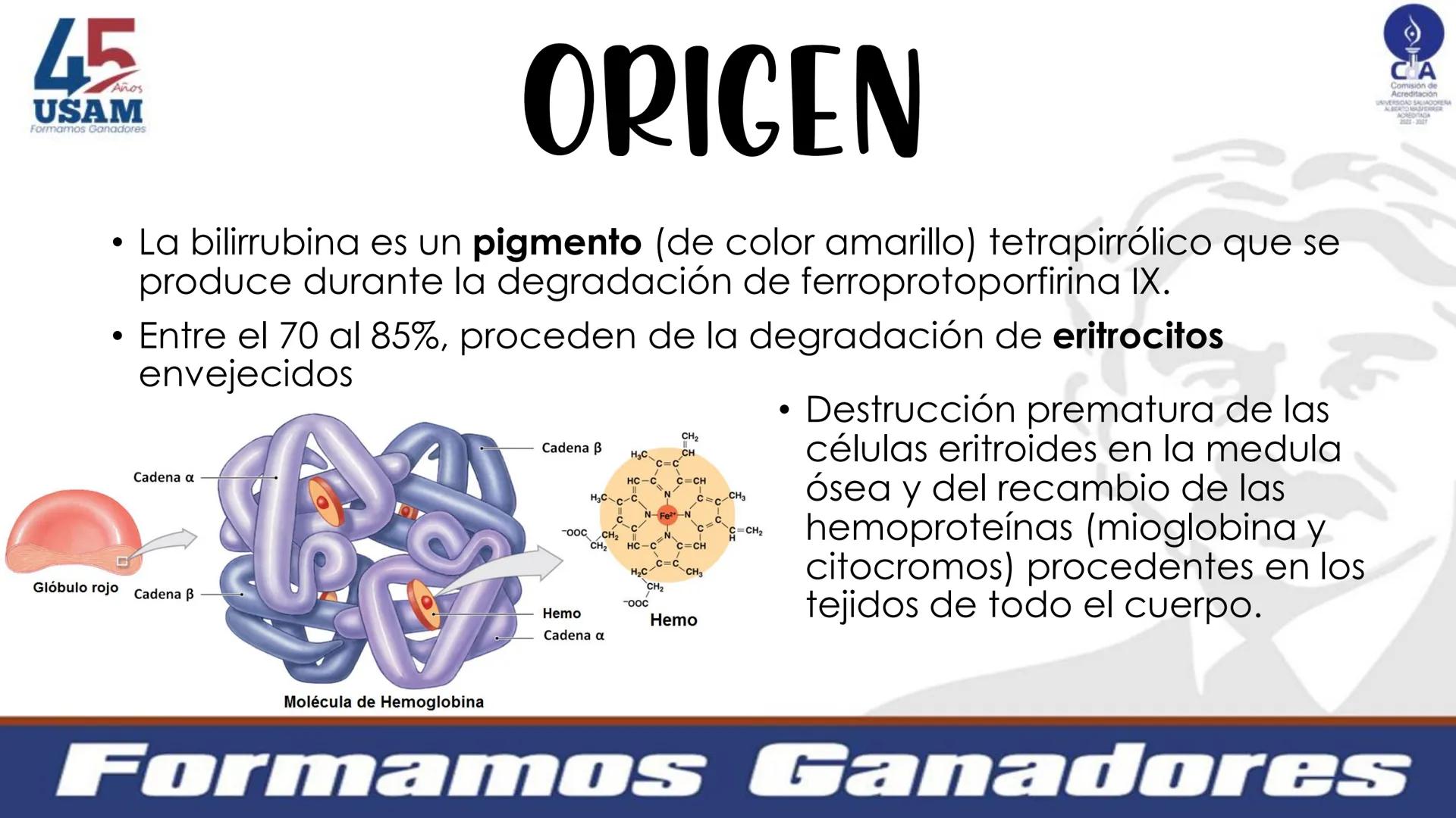 # Metabolismo de la bilirrubina
Dra. Vanessa Iglesias De vez en cuando,
obsérvate con objetividad.
Ni todo lo que piensas es
cierto, ni tod