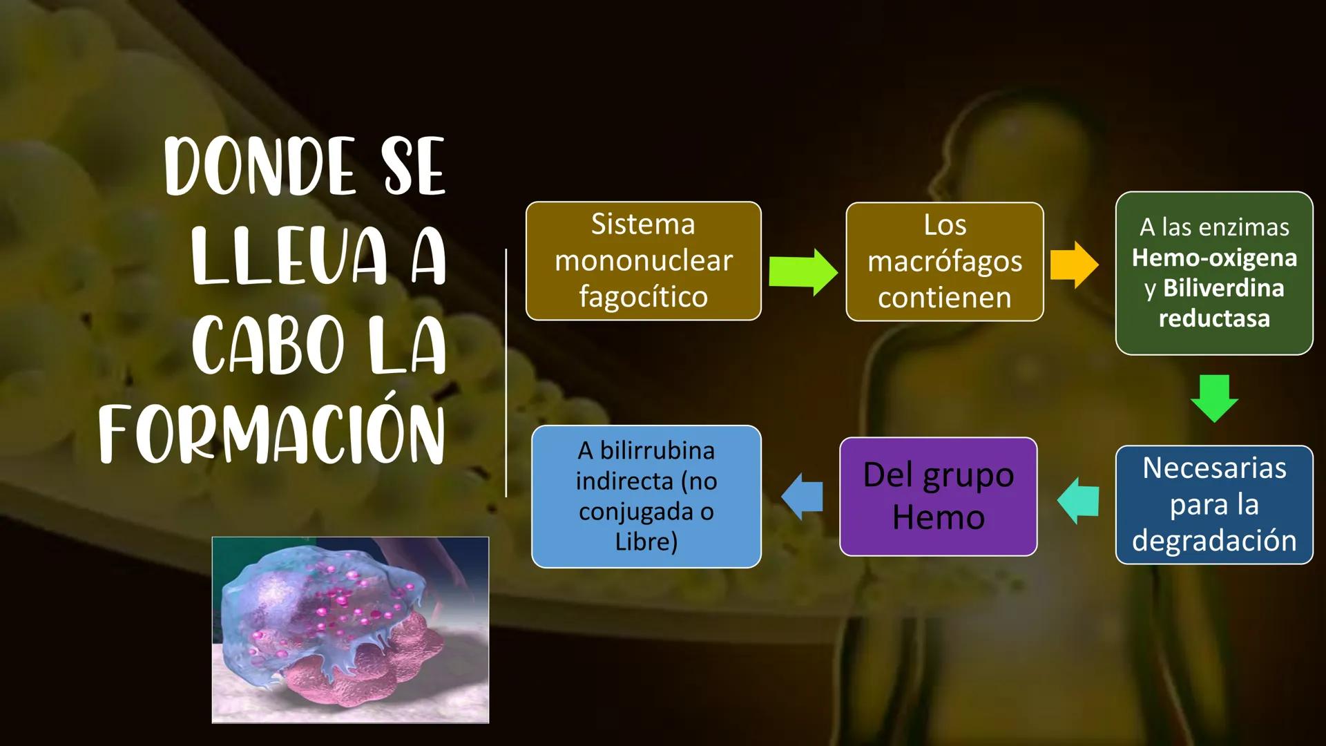 # Metabolismo de la bilirrubina
Dra. Vanessa Iglesias De vez en cuando,
obsérvate con objetividad.
Ni todo lo que piensas es
cierto, ni tod