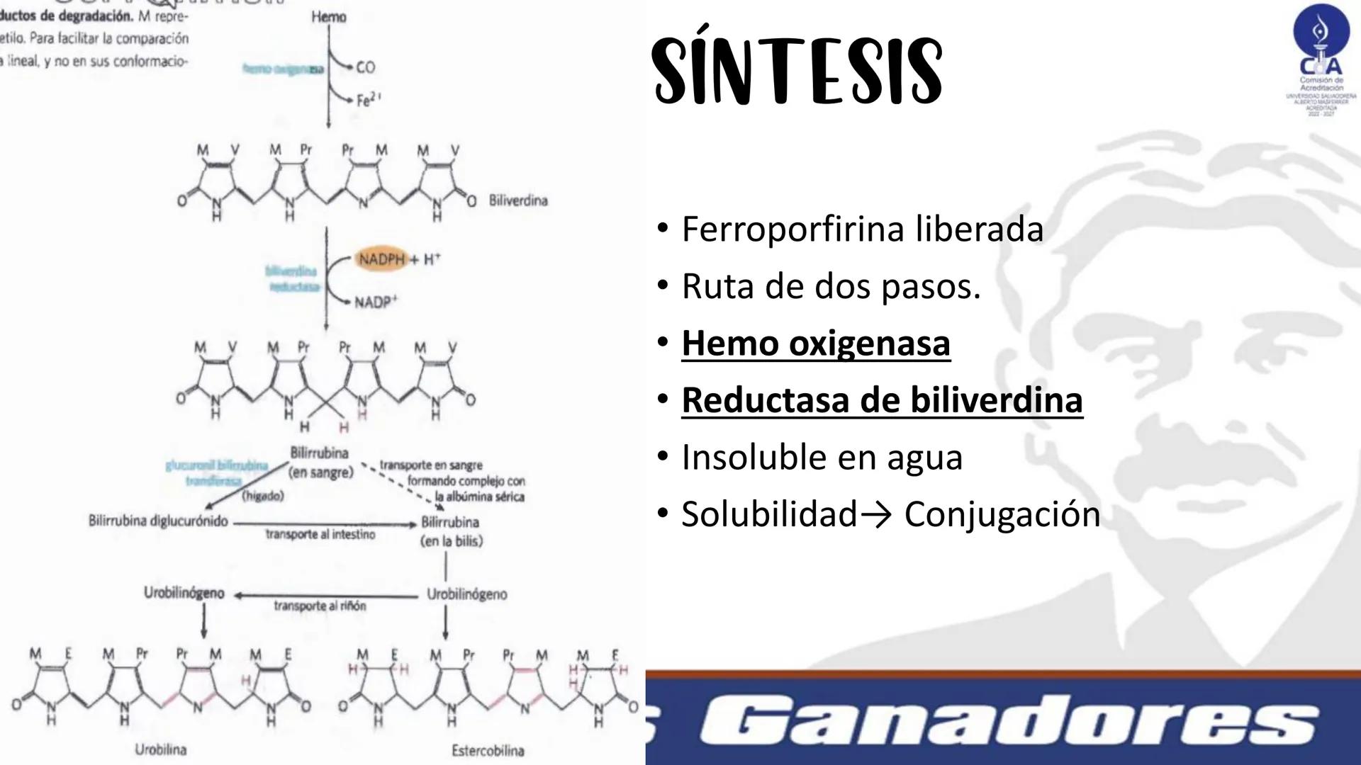 # Metabolismo de la bilirrubina
Dra. Vanessa Iglesias De vez en cuando,
obsérvate con objetividad.
Ni todo lo que piensas es
cierto, ni tod