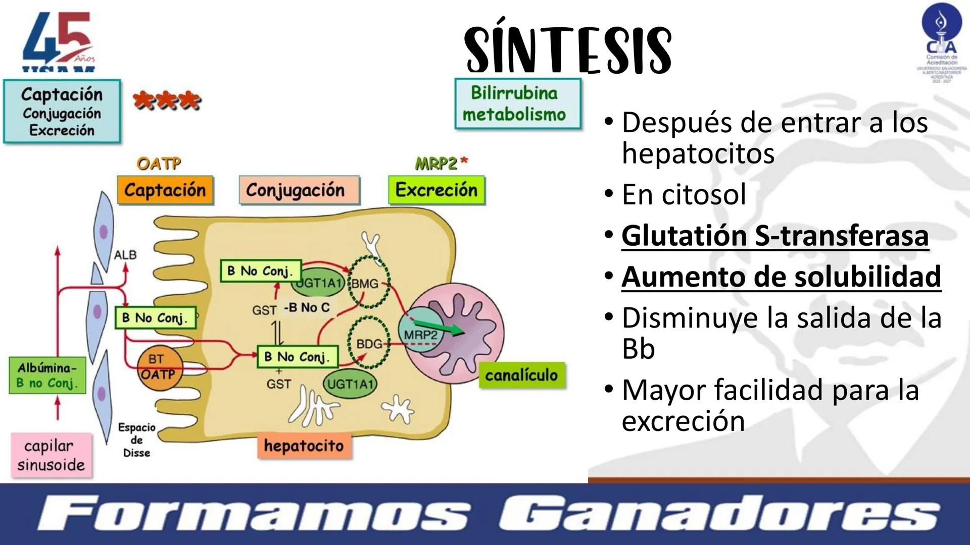 # Metabolismo de la bilirrubina
Dra. Vanessa Iglesias De vez en cuando,
obsérvate con objetividad.
Ni todo lo que piensas es
cierto, ni tod