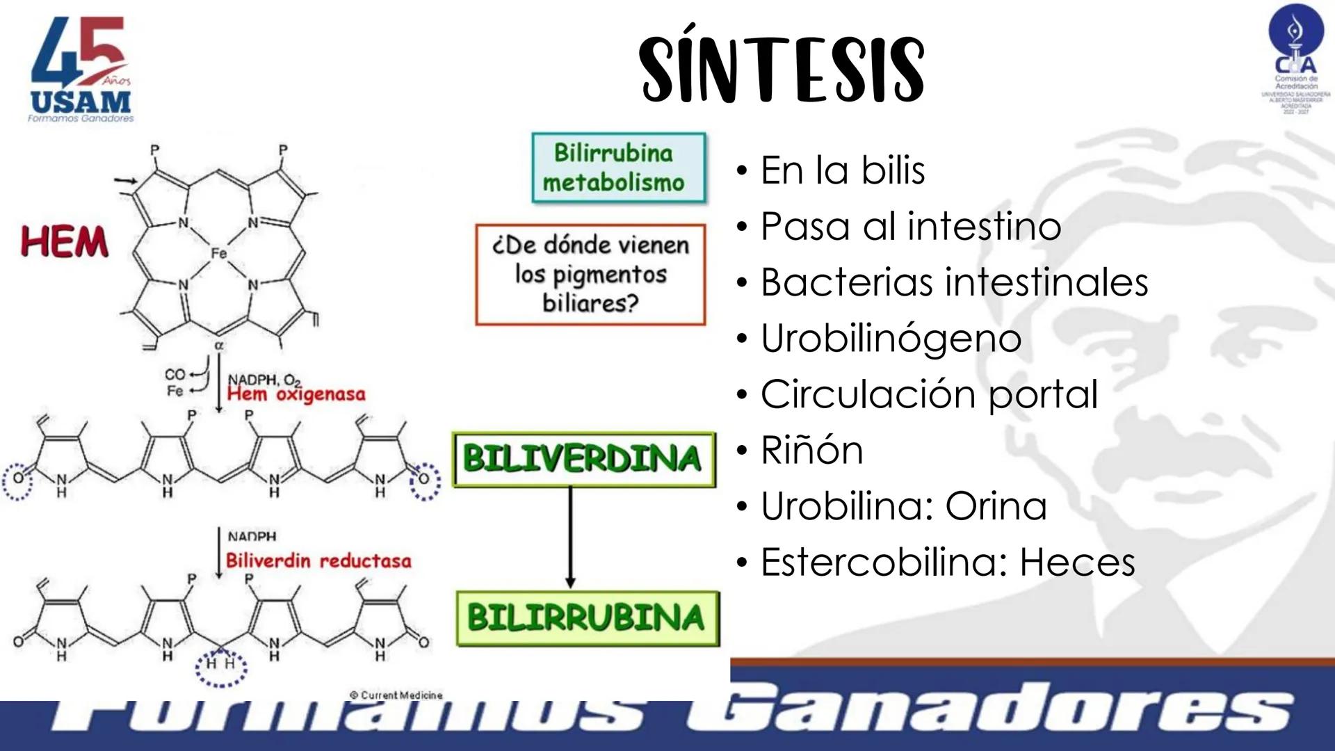 # Metabolismo de la bilirrubina
Dra. Vanessa Iglesias De vez en cuando,
obsérvate con objetividad.
Ni todo lo que piensas es
cierto, ni tod
