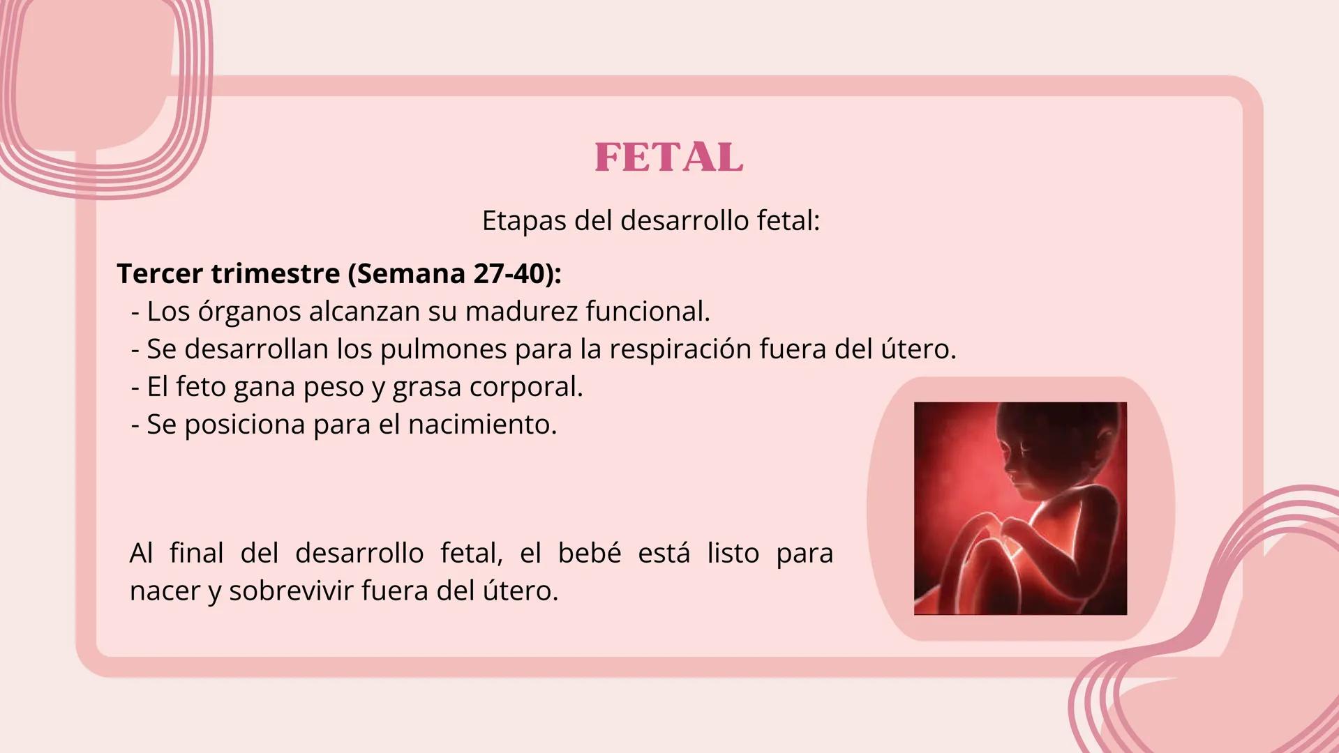 # FECUNDACIÓN, IMPLANTACIÓN,
DESARROLLO EMBRIONARIO Y
FETAL # FECUNDACIÓN
La fecundación es el proceso de unión entre un óvulo y un esperm