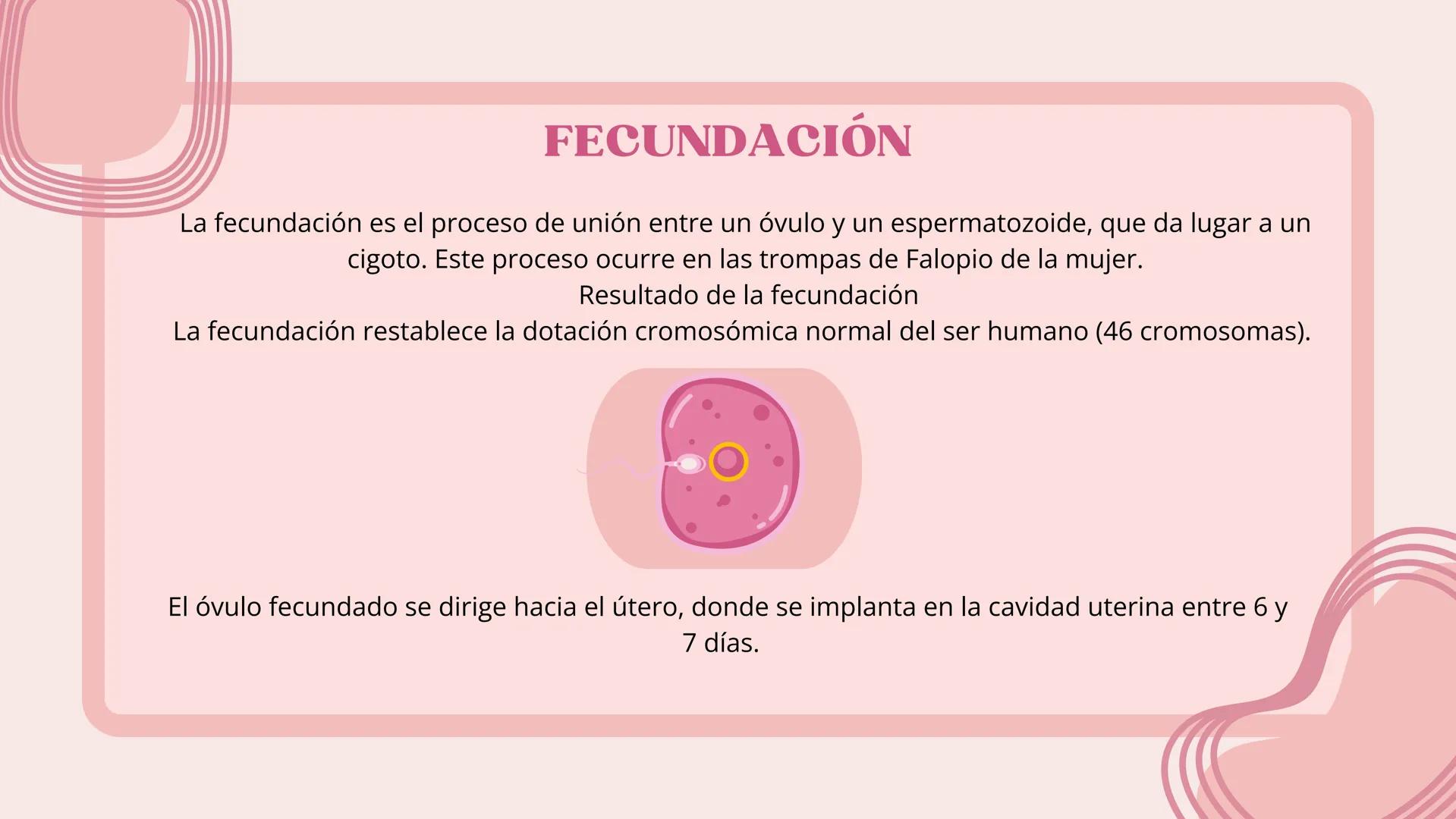 # FECUNDACIÓN, IMPLANTACIÓN,
DESARROLLO EMBRIONARIO Y
FETAL # FECUNDACIÓN
La fecundación es el proceso de unión entre un óvulo y un esperm
