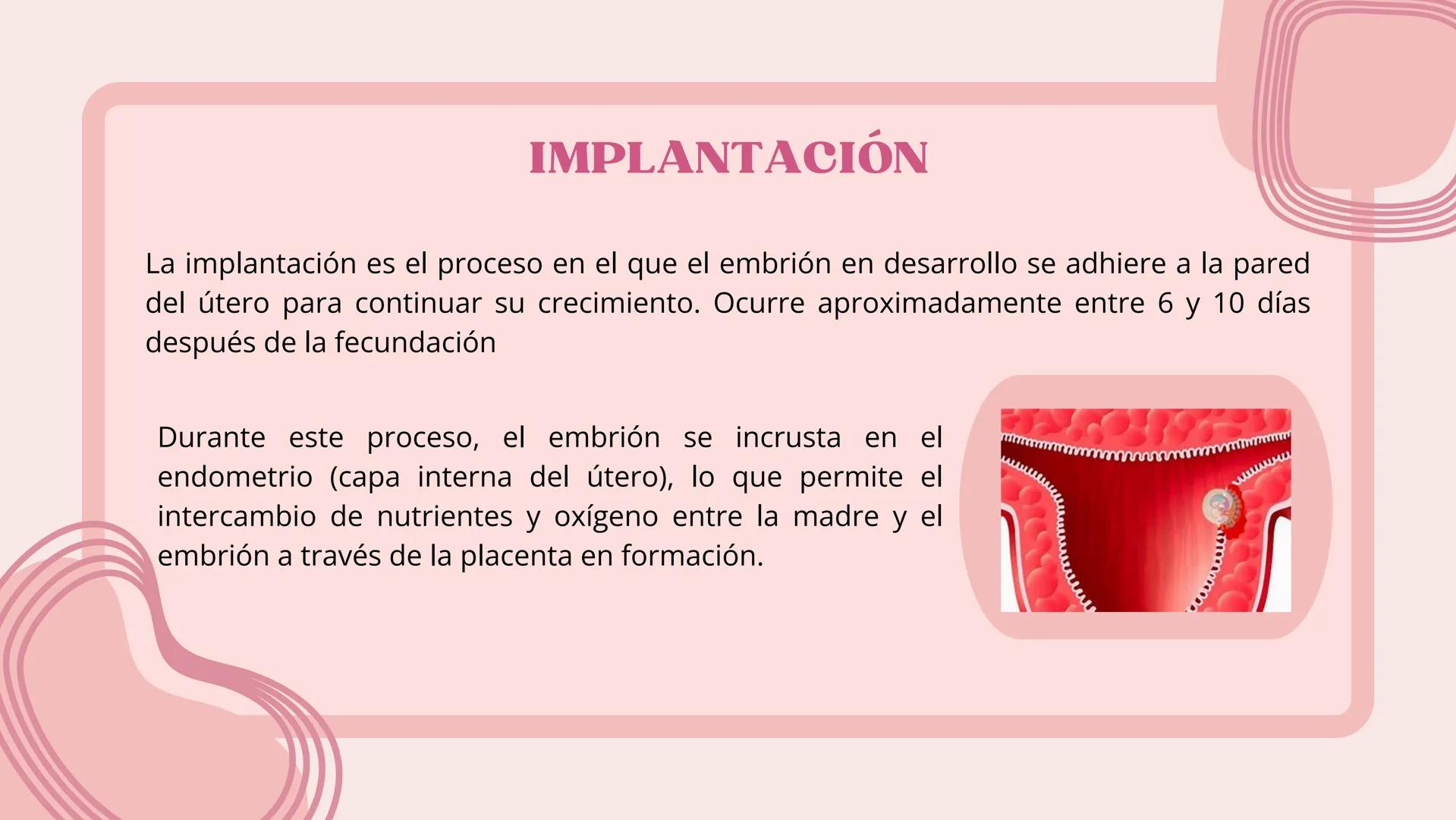 # FECUNDACIÓN, IMPLANTACIÓN,
DESARROLLO EMBRIONARIO Y
FETAL # FECUNDACIÓN
La fecundación es el proceso de unión entre un óvulo y un esperm