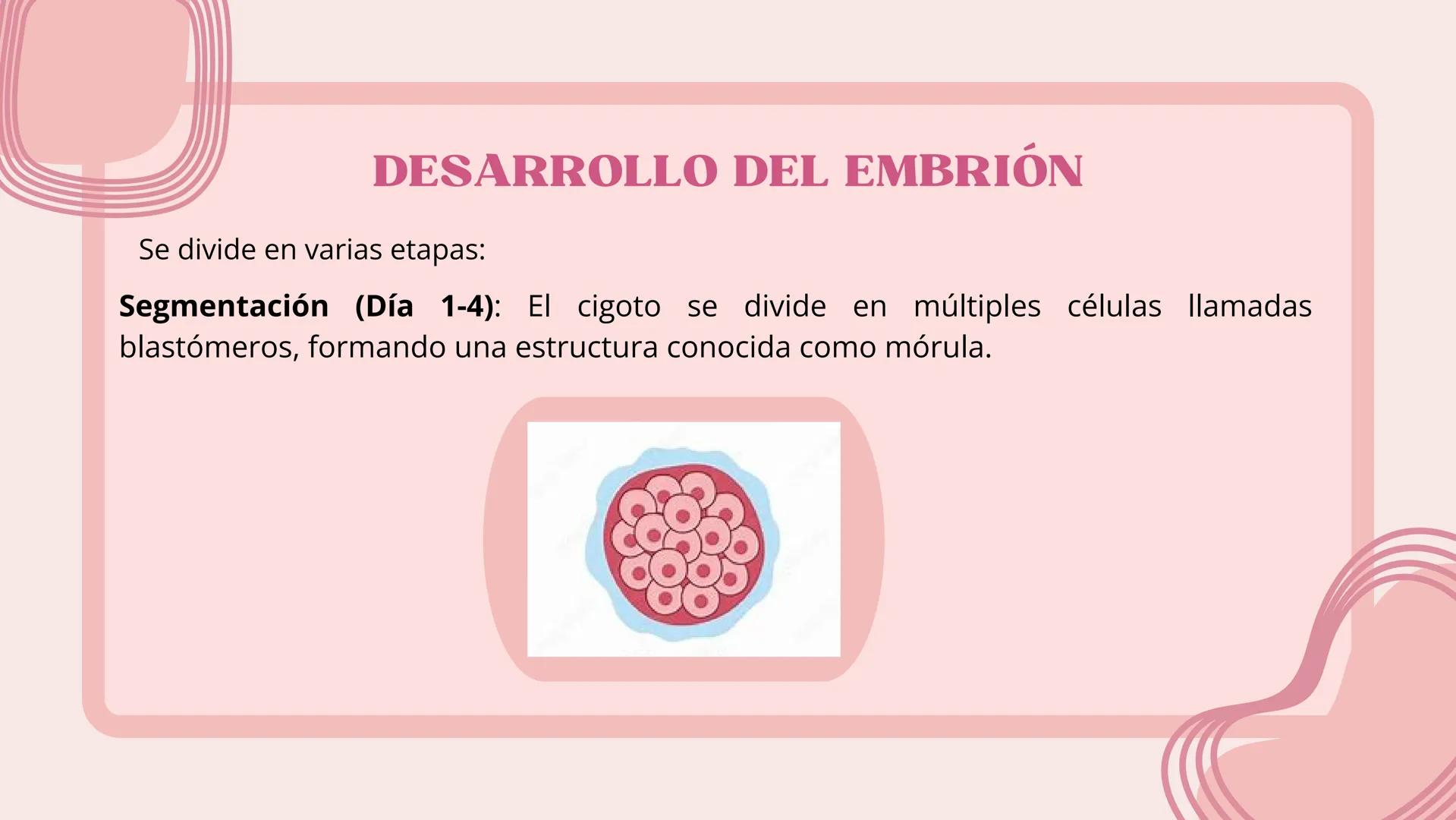 # FECUNDACIÓN, IMPLANTACIÓN,
DESARROLLO EMBRIONARIO Y
FETAL # FECUNDACIÓN
La fecundación es el proceso de unión entre un óvulo y un esperm