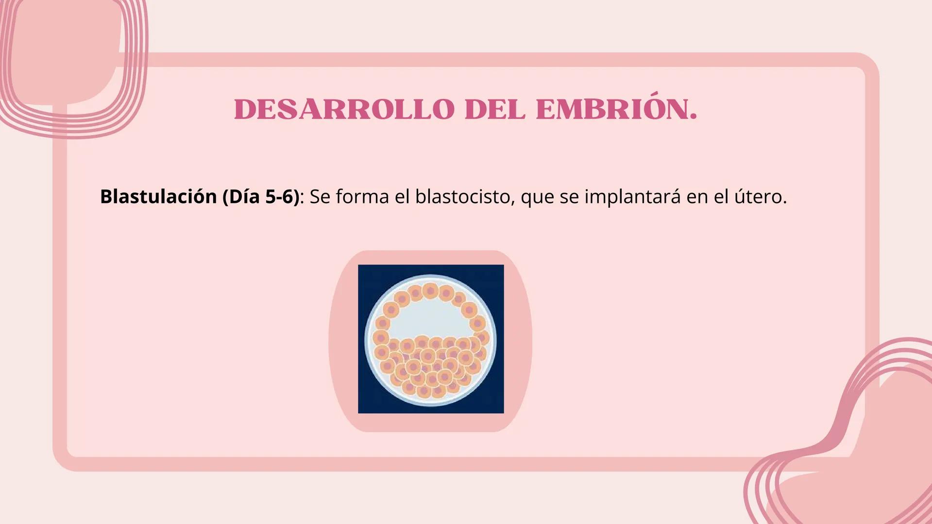 # FECUNDACIÓN, IMPLANTACIÓN,
DESARROLLO EMBRIONARIO Y
FETAL # FECUNDACIÓN
La fecundación es el proceso de unión entre un óvulo y un esperm