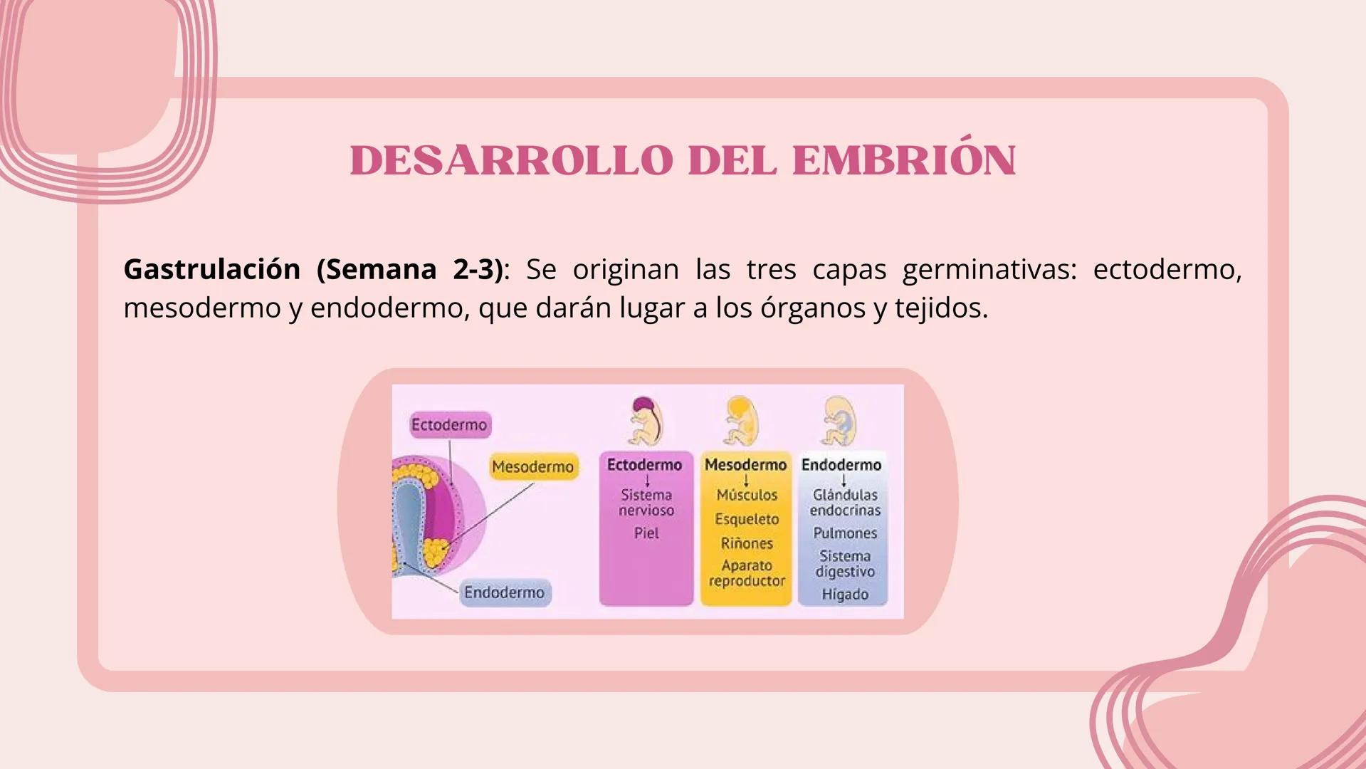 # FECUNDACIÓN, IMPLANTACIÓN,
DESARROLLO EMBRIONARIO Y
FETAL # FECUNDACIÓN
La fecundación es el proceso de unión entre un óvulo y un esperm