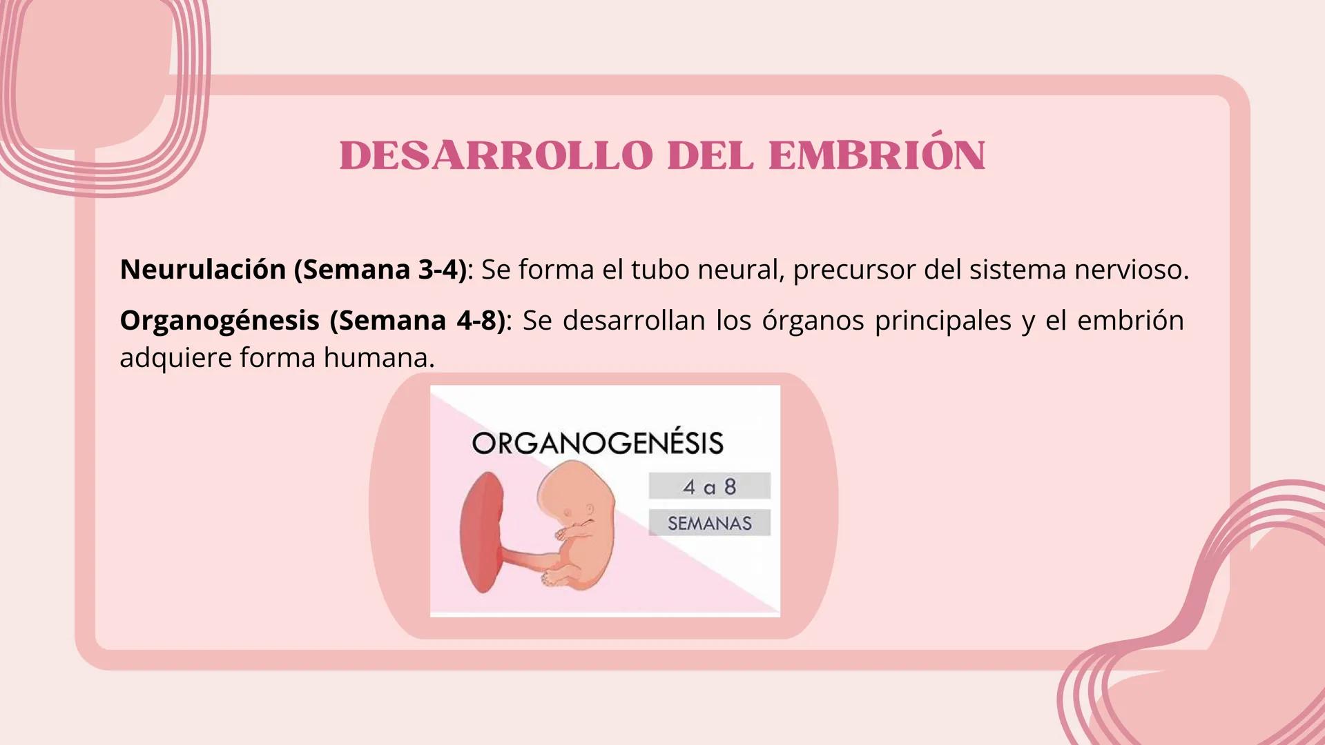 # FECUNDACIÓN, IMPLANTACIÓN,
DESARROLLO EMBRIONARIO Y
FETAL # FECUNDACIÓN
La fecundación es el proceso de unión entre un óvulo y un esperm