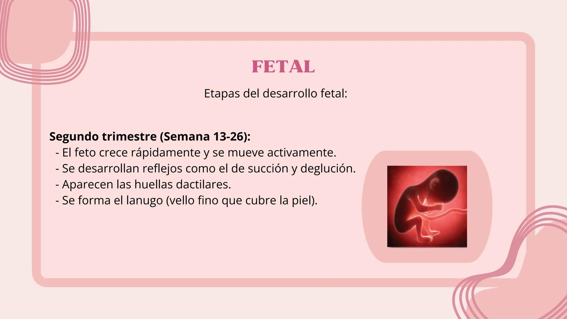 # FECUNDACIÓN, IMPLANTACIÓN,
DESARROLLO EMBRIONARIO Y
FETAL # FECUNDACIÓN
La fecundación es el proceso de unión entre un óvulo y un esperm