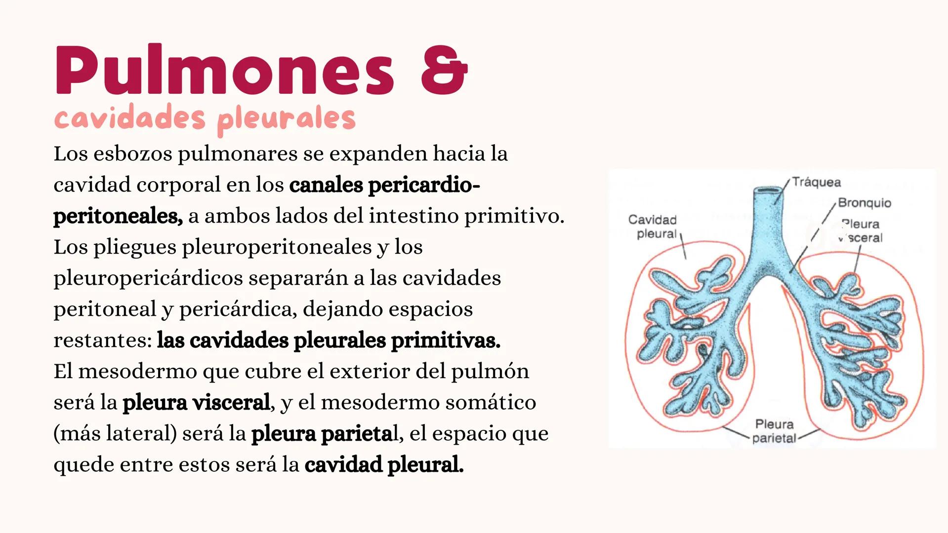 # UNIVERSIDAD
# POLITÉCNICA
DE QUINTANA ROO
Formando Triunfadores
Sistema
RESPIRATORIO
Lic. Terapia Física --- OCR Start ---
Embriología
In