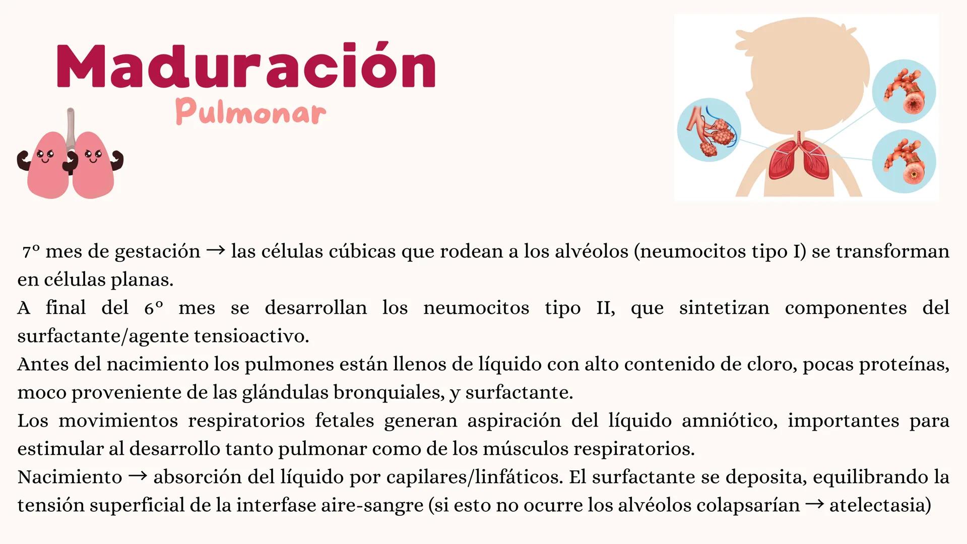 # UNIVERSIDAD
# POLITÉCNICA
DE QUINTANA ROO
Formando Triunfadores
Sistema
RESPIRATORIO
Lic. Terapia Física --- OCR Start ---
Embriología
In
