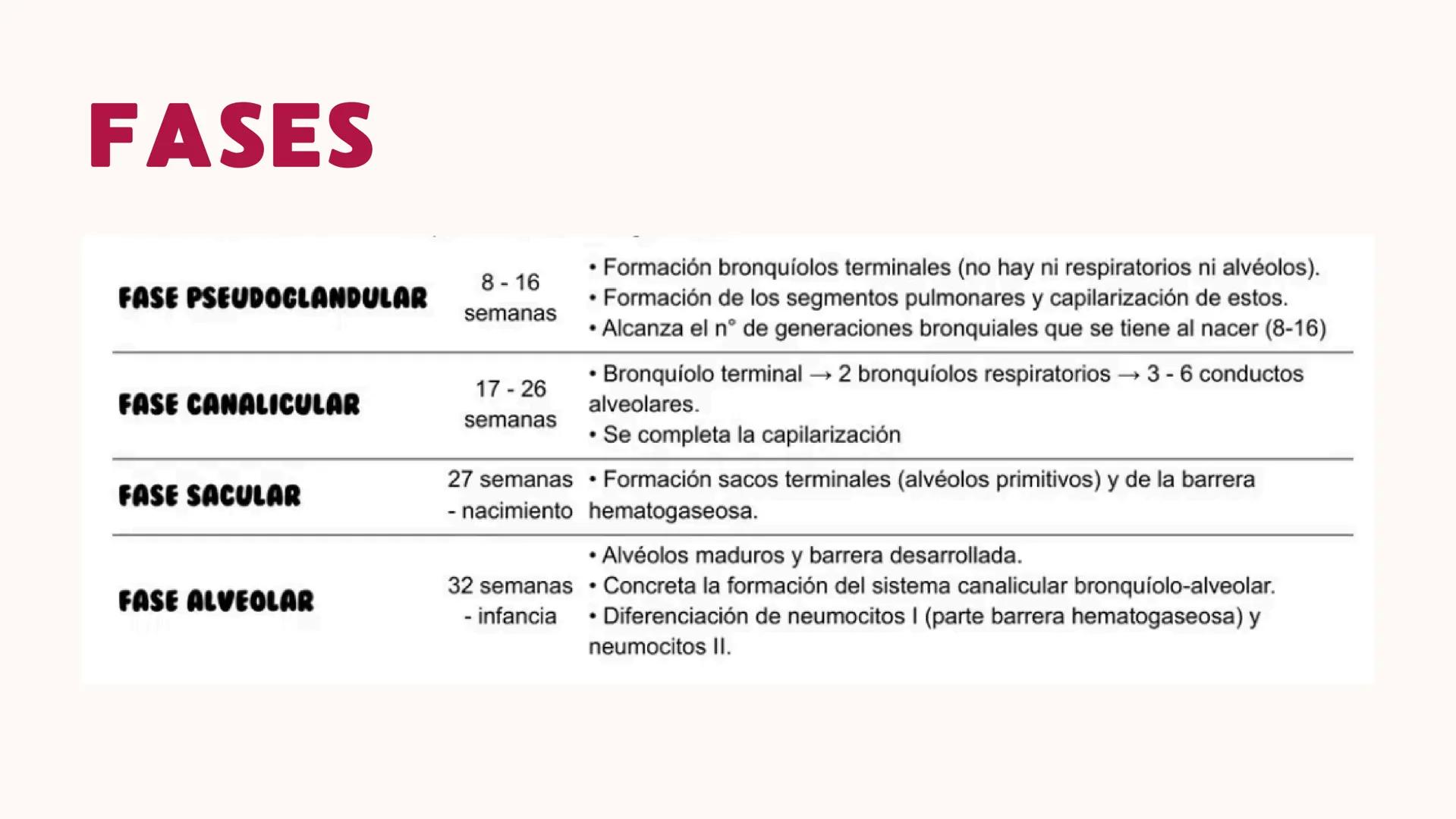 # UNIVERSIDAD
# POLITÉCNICA
DE QUINTANA ROO
Formando Triunfadores
Sistema
RESPIRATORIO
Lic. Terapia Física --- OCR Start ---
Embriología
In