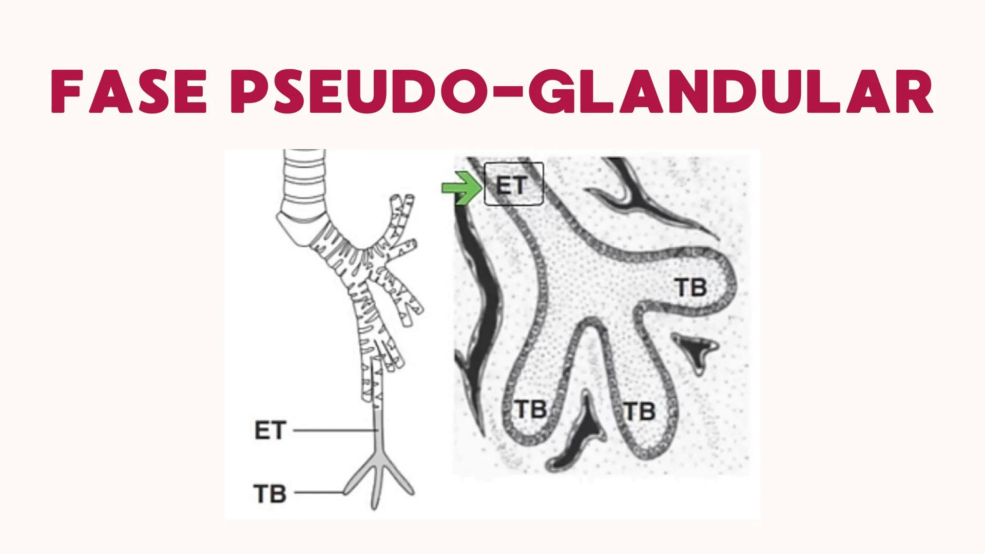 # UNIVERSIDAD
# POLITÉCNICA
DE QUINTANA ROO
Formando Triunfadores
Sistema
RESPIRATORIO
Lic. Terapia Física --- OCR Start ---
Embriología
In