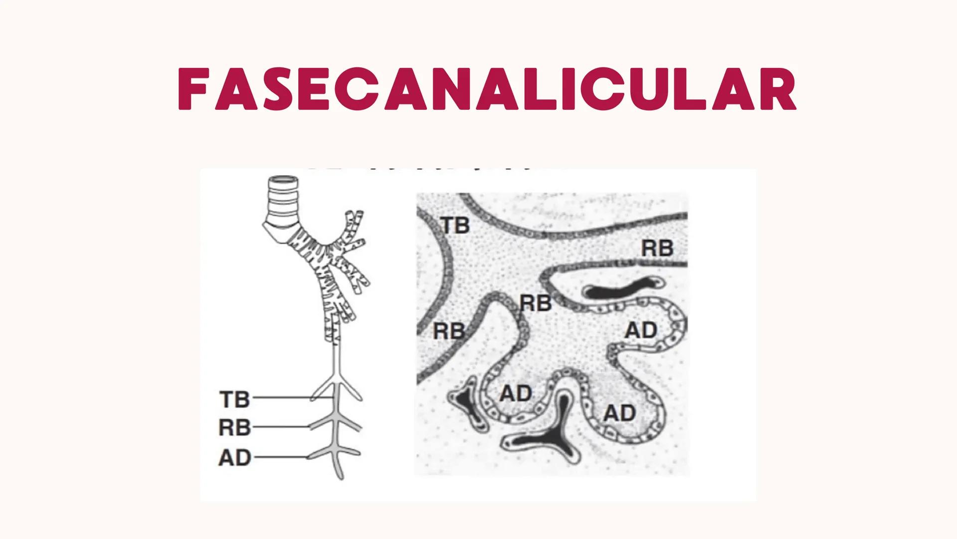 # UNIVERSIDAD
# POLITÉCNICA
DE QUINTANA ROO
Formando Triunfadores
Sistema
RESPIRATORIO
Lic. Terapia Física --- OCR Start ---
Embriología
In