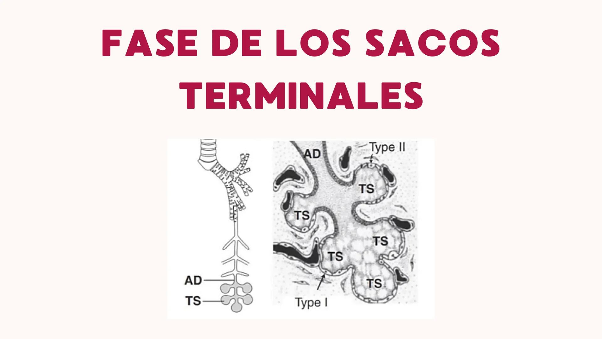 # UNIVERSIDAD
# POLITÉCNICA
DE QUINTANA ROO
Formando Triunfadores
Sistema
RESPIRATORIO
Lic. Terapia Física --- OCR Start ---
Embriología
In
