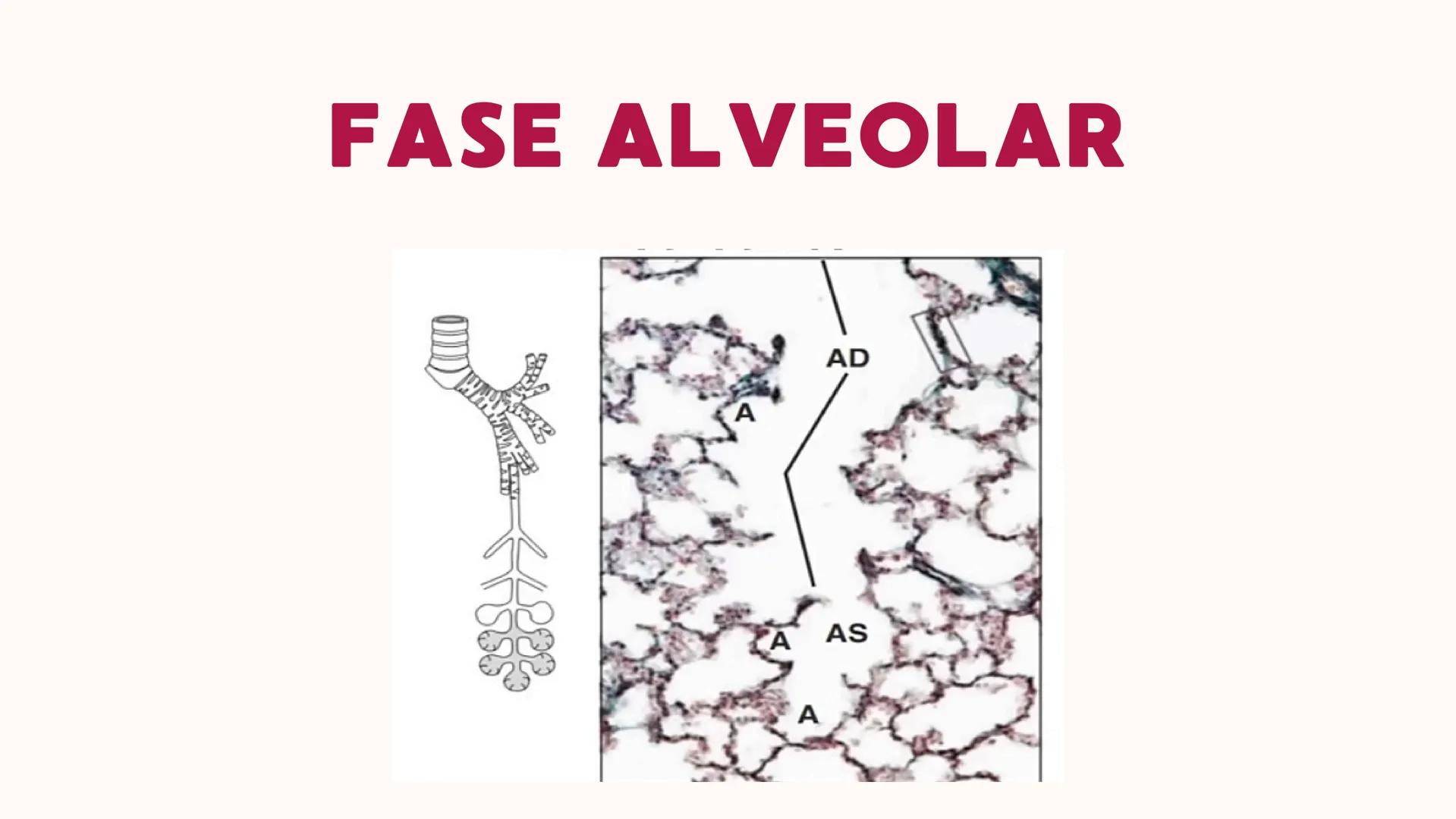 # UNIVERSIDAD
# POLITÉCNICA
DE QUINTANA ROO
Formando Triunfadores
Sistema
RESPIRATORIO
Lic. Terapia Física --- OCR Start ---
Embriología
In