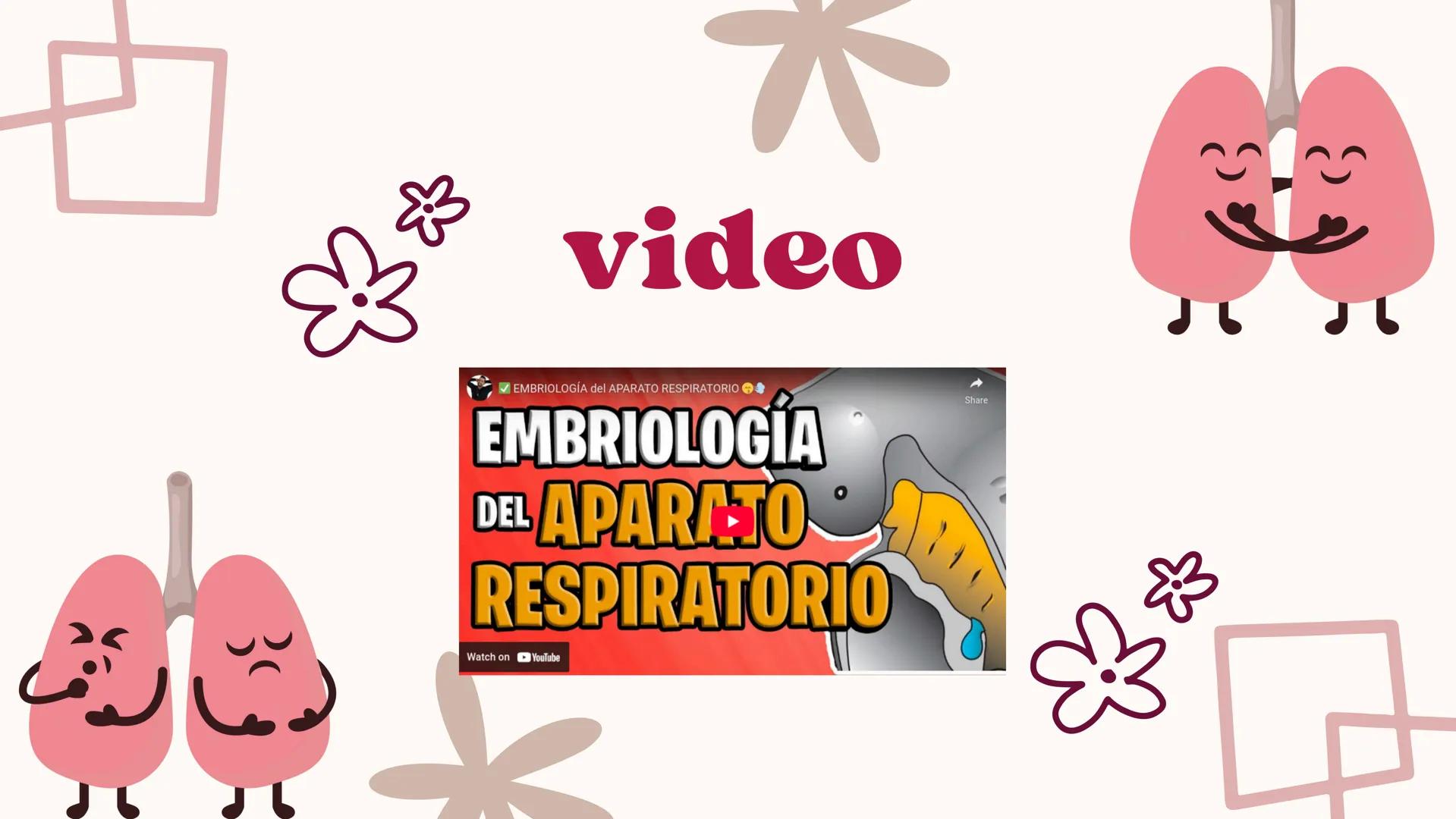 # UNIVERSIDAD
# POLITÉCNICA
DE QUINTANA ROO
Formando Triunfadores
Sistema
RESPIRATORIO
Lic. Terapia Física --- OCR Start ---
Embriología
In
