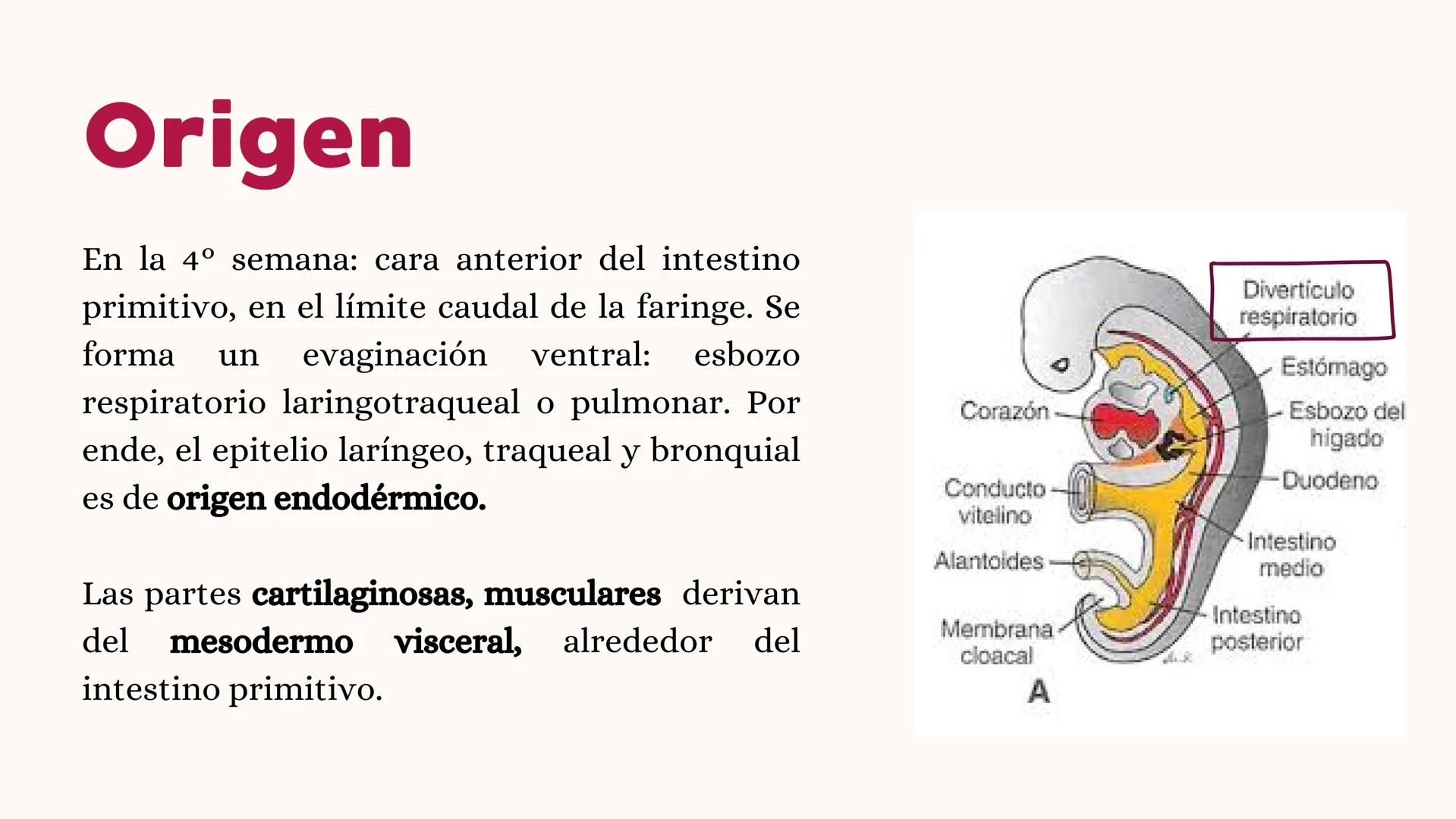 # UNIVERSIDAD
# POLITÉCNICA
DE QUINTANA ROO
Formando Triunfadores
Sistema
RESPIRATORIO
Lic. Terapia Física --- OCR Start ---
Embriología
In