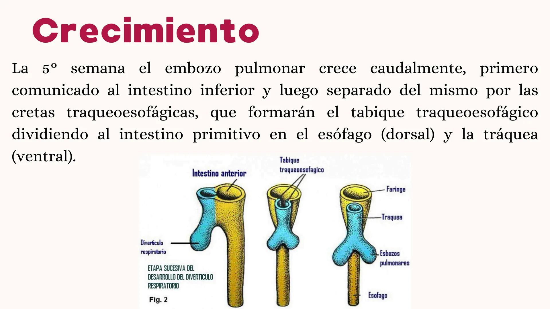 # UNIVERSIDAD
# POLITÉCNICA
DE QUINTANA ROO
Formando Triunfadores
Sistema
RESPIRATORIO
Lic. Terapia Física --- OCR Start ---
Embriología
In