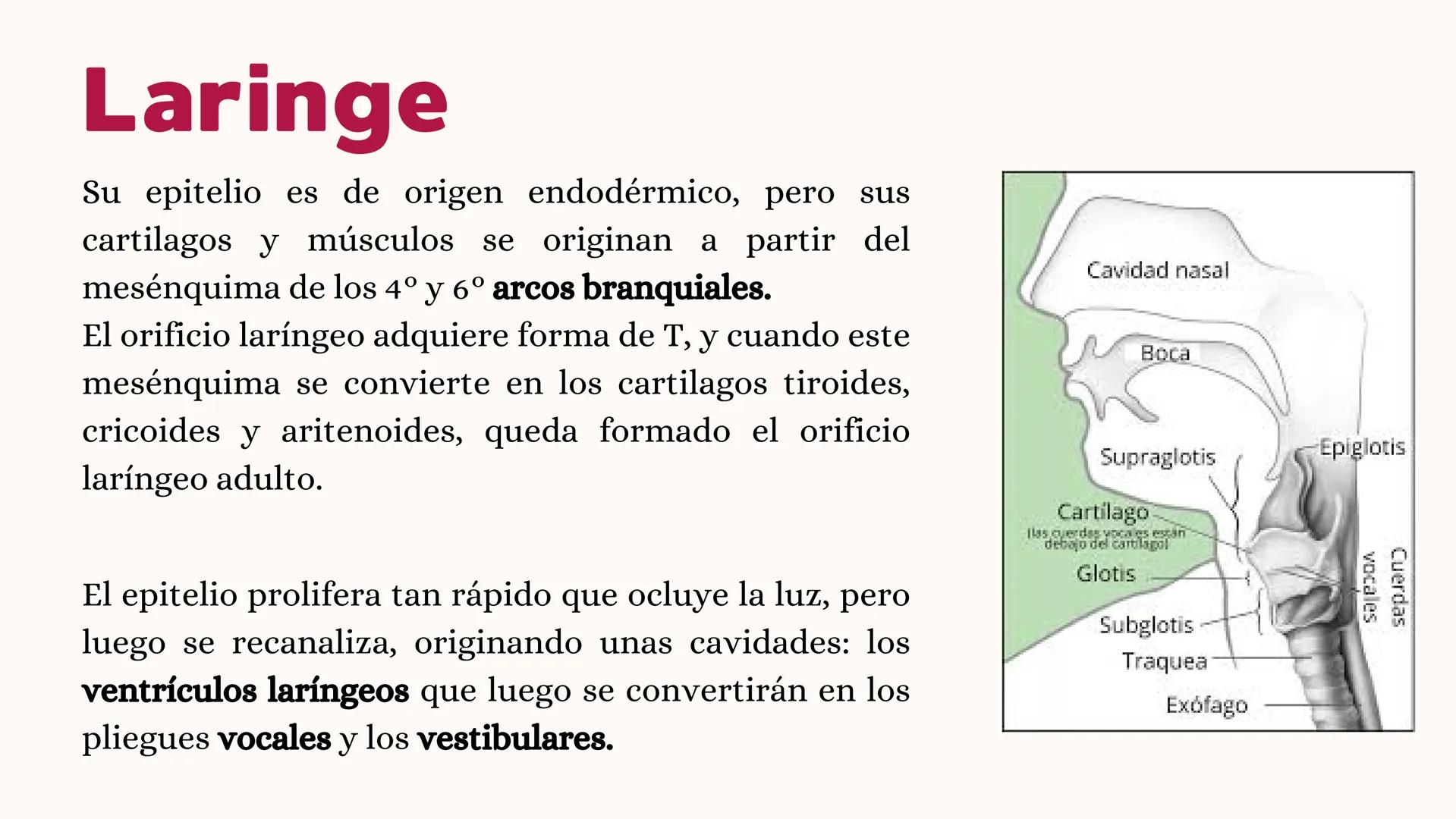 # UNIVERSIDAD
# POLITÉCNICA
DE QUINTANA ROO
Formando Triunfadores
Sistema
RESPIRATORIO
Lic. Terapia Física --- OCR Start ---
Embriología
In