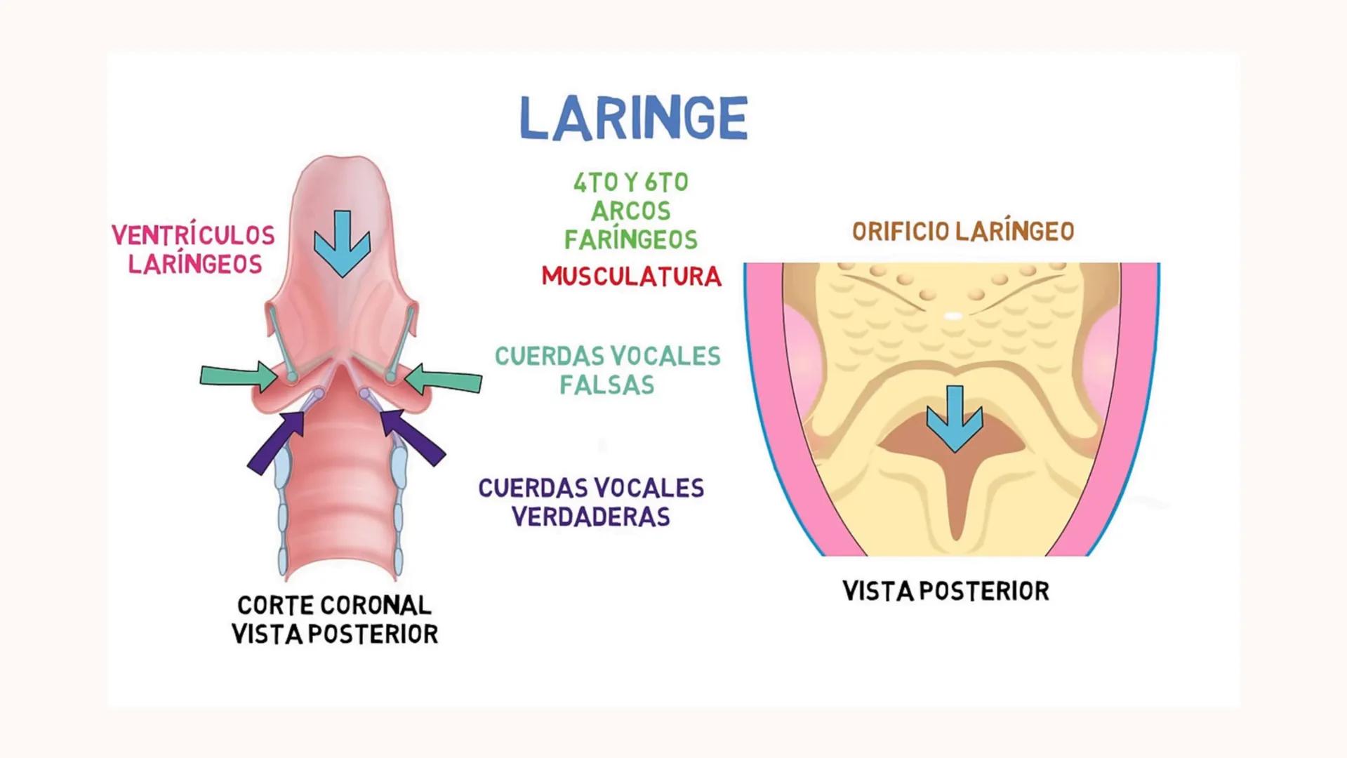 # UNIVERSIDAD
# POLITÉCNICA
DE QUINTANA ROO
Formando Triunfadores
Sistema
RESPIRATORIO
Lic. Terapia Física --- OCR Start ---
Embriología
In