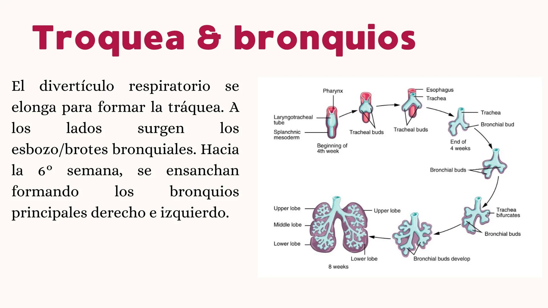 # UNIVERSIDAD
# POLITÉCNICA
DE QUINTANA ROO
Formando Triunfadores
Sistema
RESPIRATORIO
Lic. Terapia Física --- OCR Start ---
Embriología
In