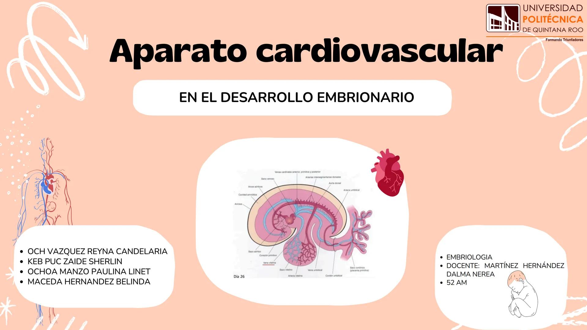 # Aparato cardiovascular
EN EL DESARROLLO EMBRIONARIO
UNIVERSIDAD
POLITÉCNICA
DE QUINTANA ROO
Formando Triunfadores.
Seno venoso
Arcos
