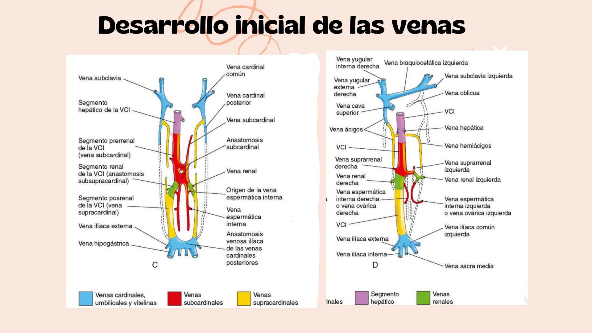 # Aparato cardiovascular
EN EL DESARROLLO EMBRIONARIO
UNIVERSIDAD
POLITÉCNICA
DE QUINTANA ROO
Formando Triunfadores.
Seno venoso
Arcos